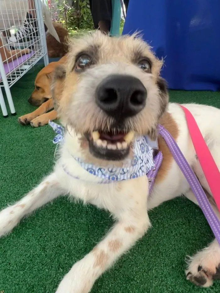 Cachorro ra a SRD-ViraLata idade 6 ou mais anos nome Betoven