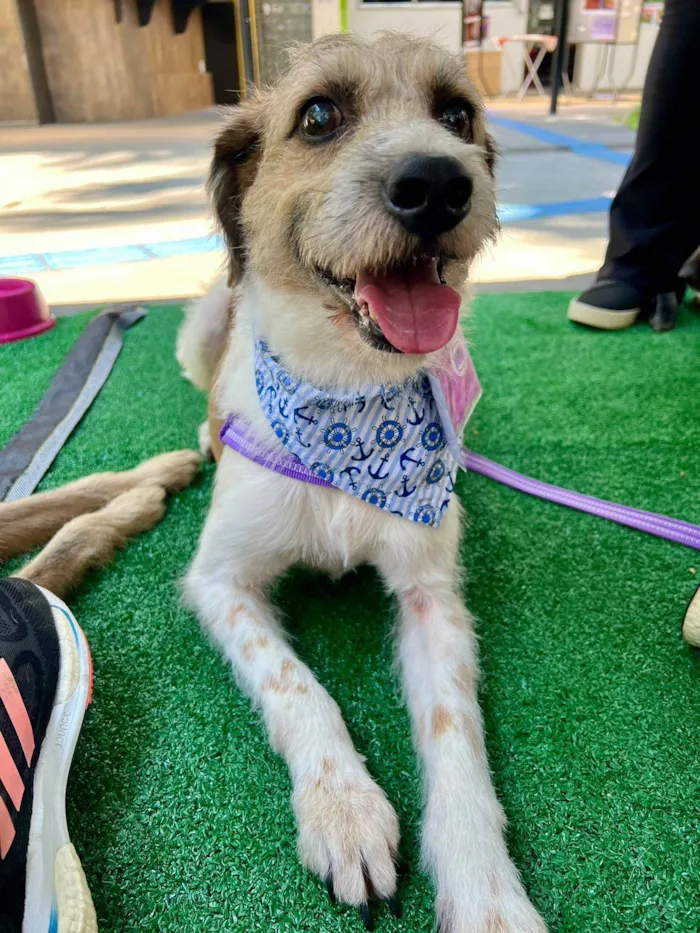 Cachorro ra a SRD-ViraLata idade 6 ou mais anos nome Betoven