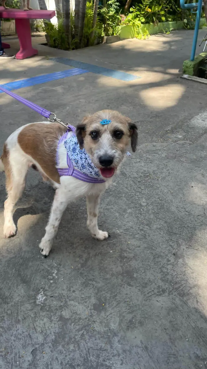 Cachorro ra a SRD-ViraLata idade 6 ou mais anos nome Betoven