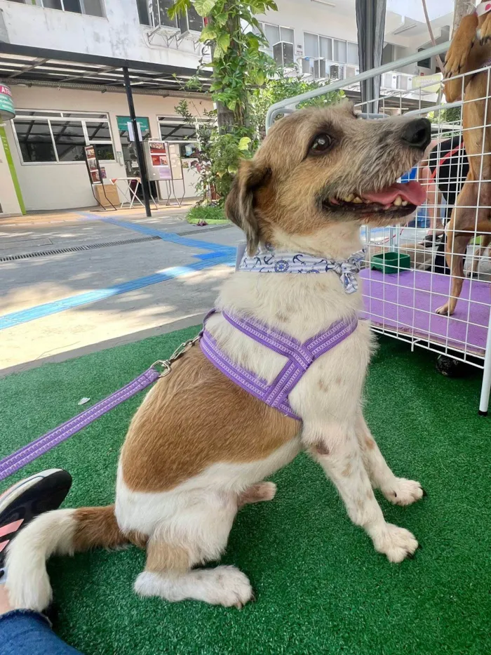 Cachorro ra a SRD-ViraLata idade 6 ou mais anos nome Betoven