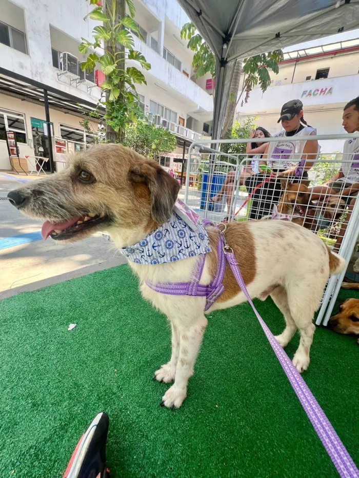 Cachorro ra a SRD-ViraLata idade 6 ou mais anos nome Betoven
