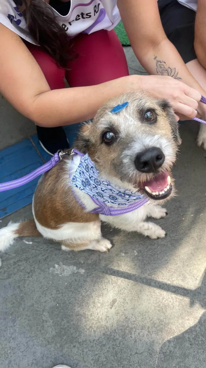 Cachorro ra a SRD-ViraLata idade 6 ou mais anos nome Betoven