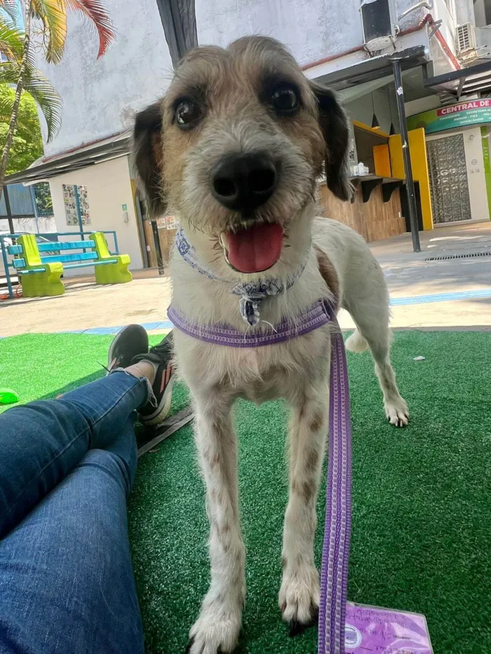 Cachorro ra a SRD-ViraLata idade 6 ou mais anos nome Betoven