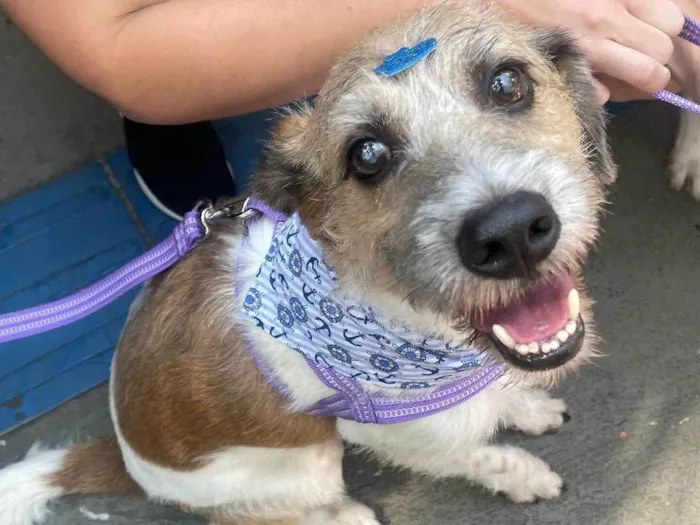 Cachorro ra a SRD-ViraLata idade 6 ou mais anos nome Betoven