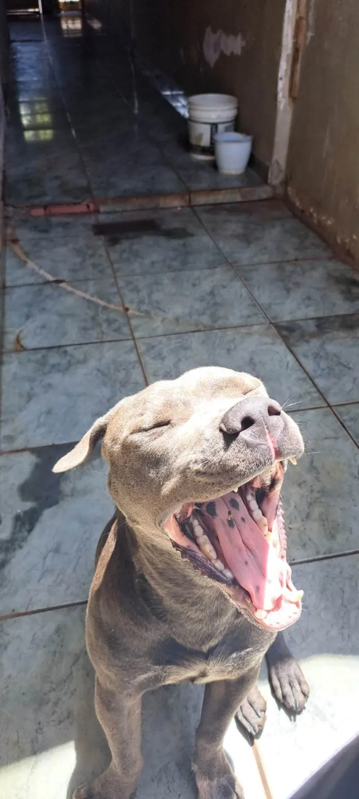 Cachorro ra a Pit-Bull idade 1 ano nome Atlas