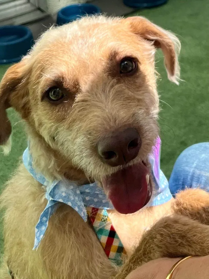 Cachorro ra a SRD-ViraLata idade 2 anos nome Leão