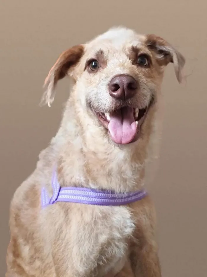 Cachorro ra a SRD-ViraLata idade 2 anos nome Leão