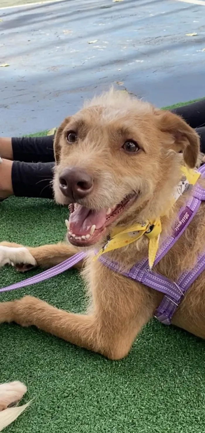 Cachorro ra a SRD-ViraLata idade 2 anos nome Leão