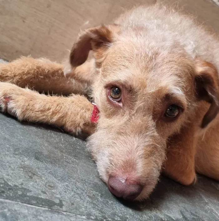 Cachorro ra a SRD-ViraLata idade 2 anos nome Leão