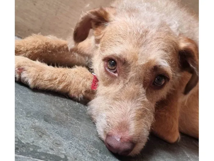 Cachorro ra a SRD-ViraLata idade 2 anos nome Leão