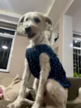 Dengoso