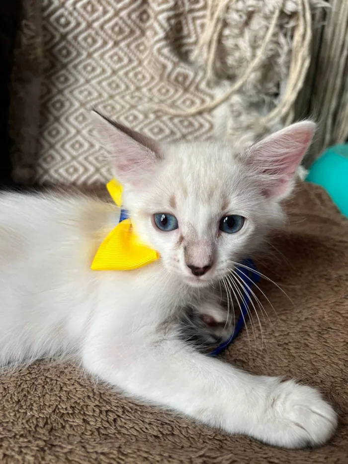 Gato ra a SRD-ViraLata idade Abaixo de 2 meses nome Ice