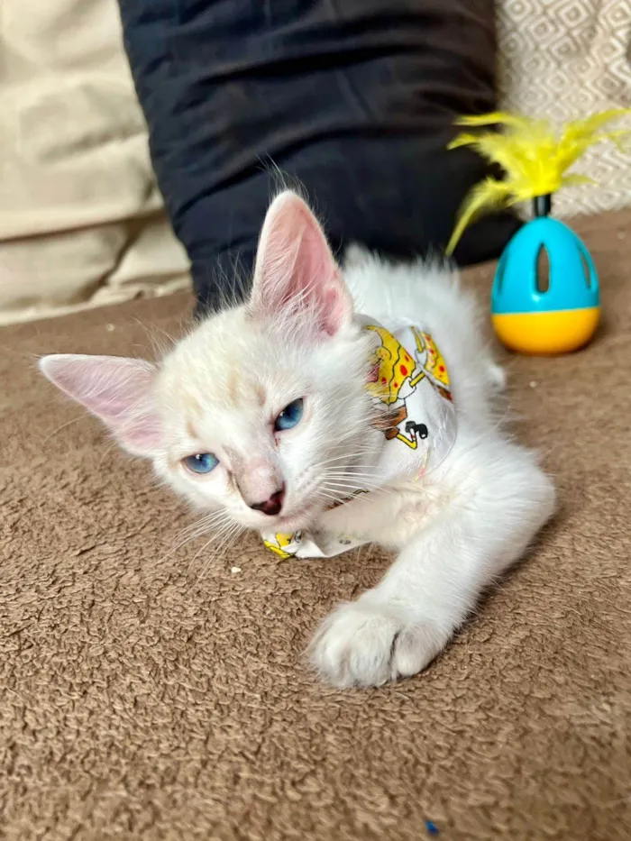 Gato ra a SRD-ViraLata idade Abaixo de 2 meses nome Ice