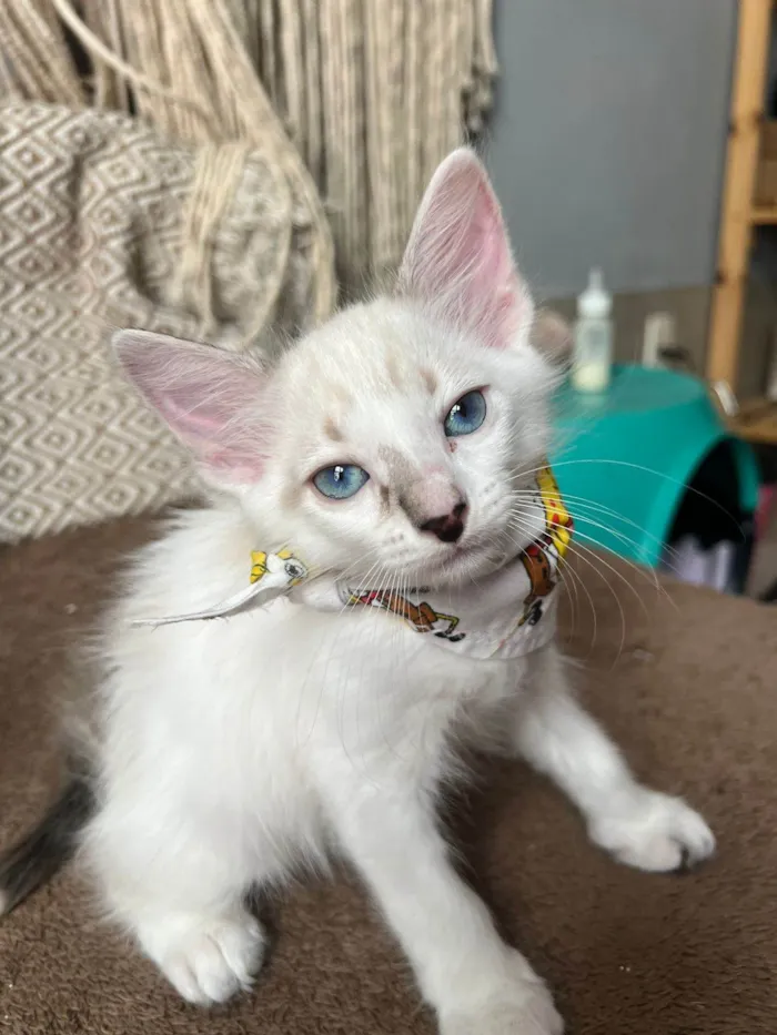 Gato ra a SRD-ViraLata idade Abaixo de 2 meses nome Ice