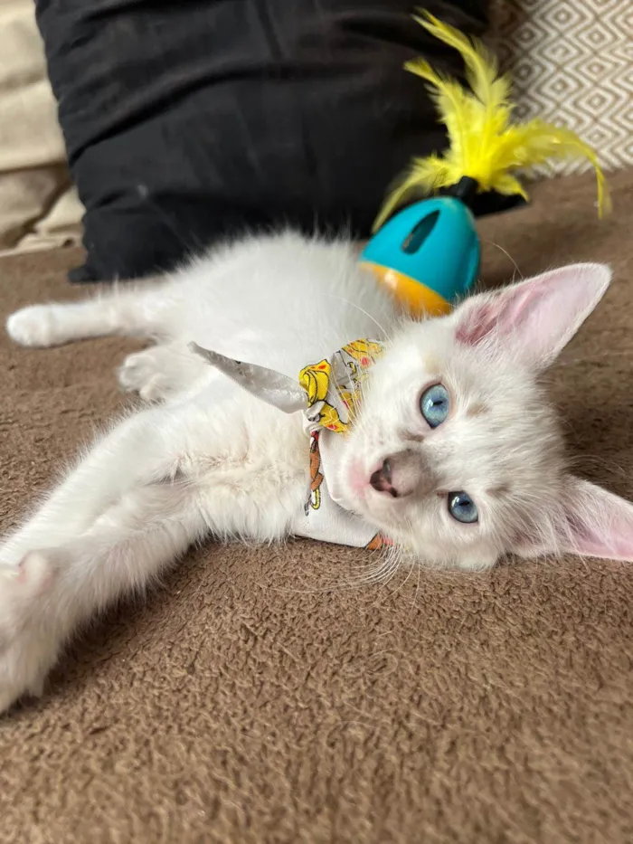 Gato ra a SRD-ViraLata idade Abaixo de 2 meses nome Ice