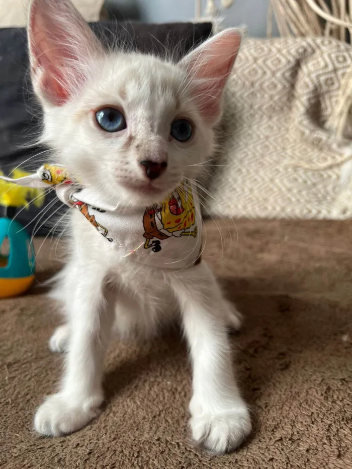 Gato ra a SRD-ViraLata idade Abaixo de 2 meses nome Ice