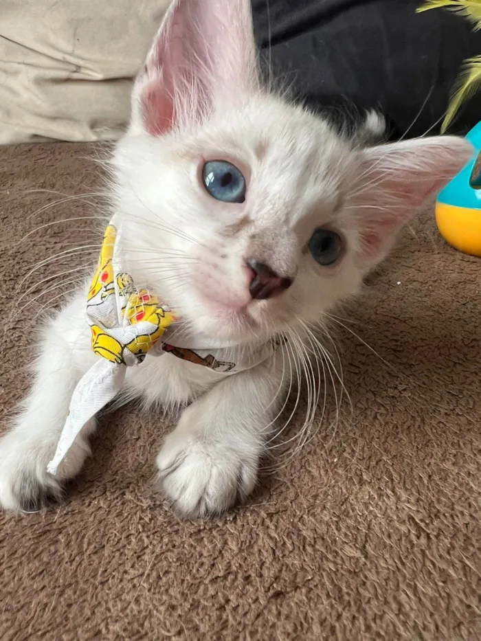 Gato ra a SRD-ViraLata idade Abaixo de 2 meses nome Ice