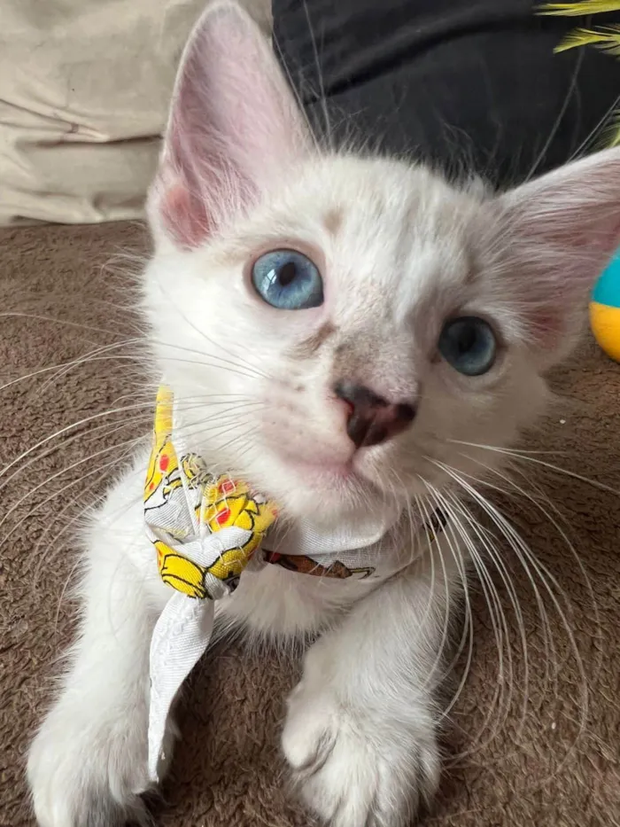 Gato ra a SRD-ViraLata idade Abaixo de 2 meses nome Ice