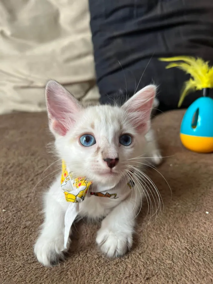 Gato ra a SRD-ViraLata idade Abaixo de 2 meses nome Ice