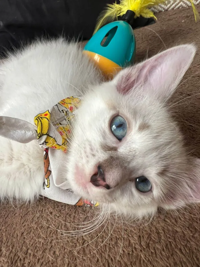 Gato ra a SRD-ViraLata idade Abaixo de 2 meses nome Ice