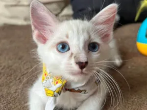 Gato raça SRD-ViraLata idade Abaixo de 2 meses nome Ice