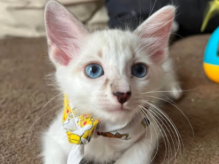 Gato ra a SRD-ViraLata idade Abaixo de 2 meses nome Ice