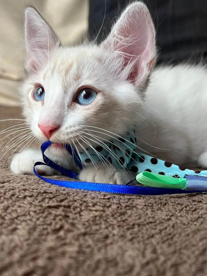 Gato ra a SRD-ViraLata idade Abaixo de 2 meses nome Puff