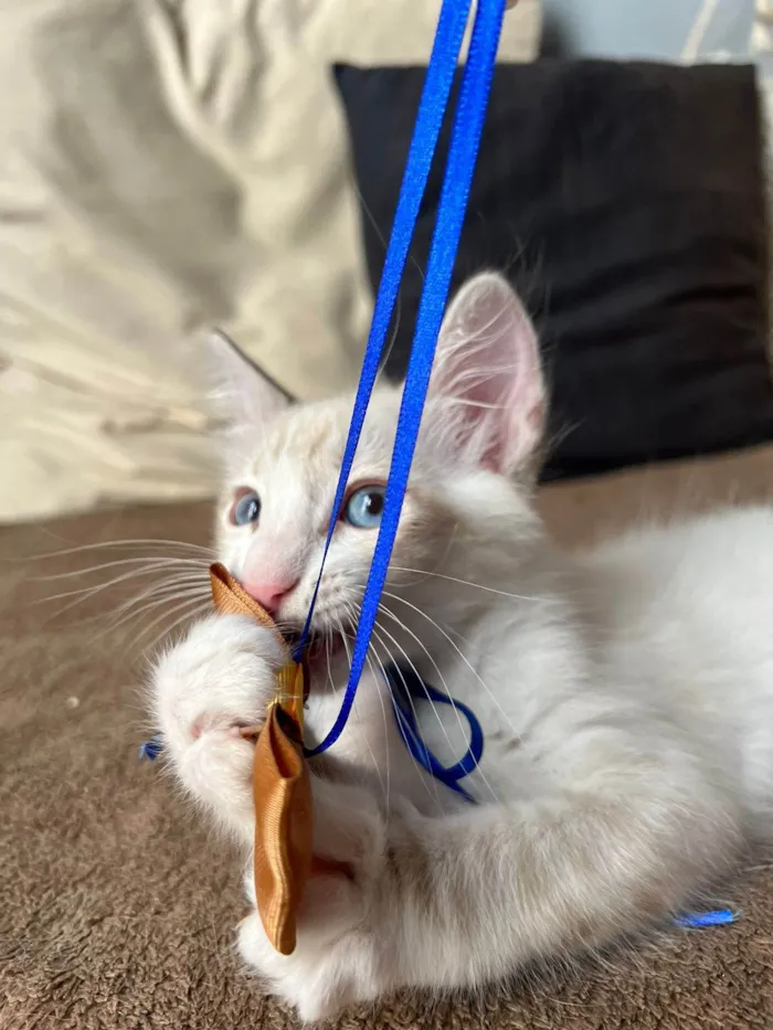 Gato ra a SRD-ViraLata idade Abaixo de 2 meses nome Puff