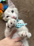 Puff