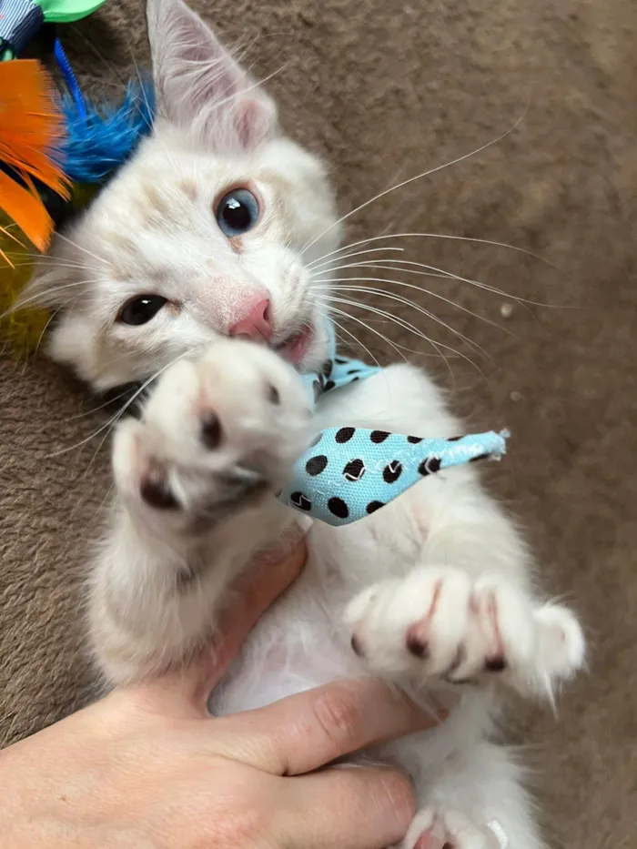 Gato ra a SRD-ViraLata idade Abaixo de 2 meses nome Puff