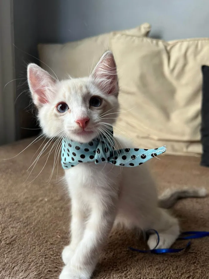 Gato ra a SRD-ViraLata idade Abaixo de 2 meses nome Puff