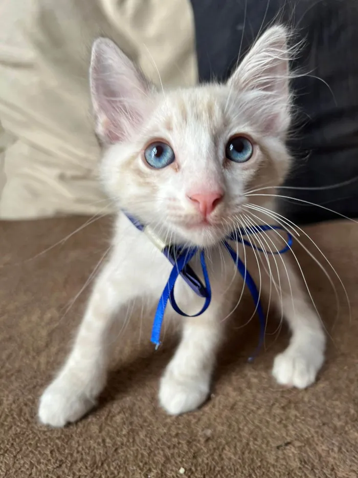 Gato ra a SRD-ViraLata idade Abaixo de 2 meses nome Puff