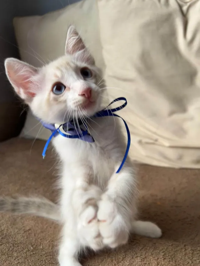 Gato ra a SRD-ViraLata idade Abaixo de 2 meses nome Puff