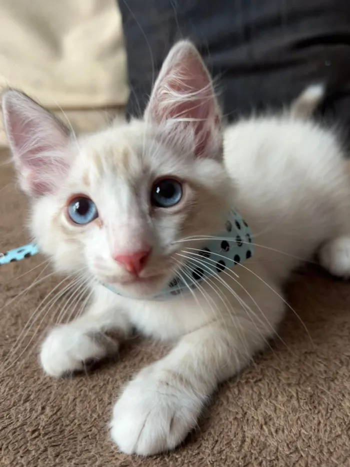 Gato ra a SRD-ViraLata idade Abaixo de 2 meses nome Puff