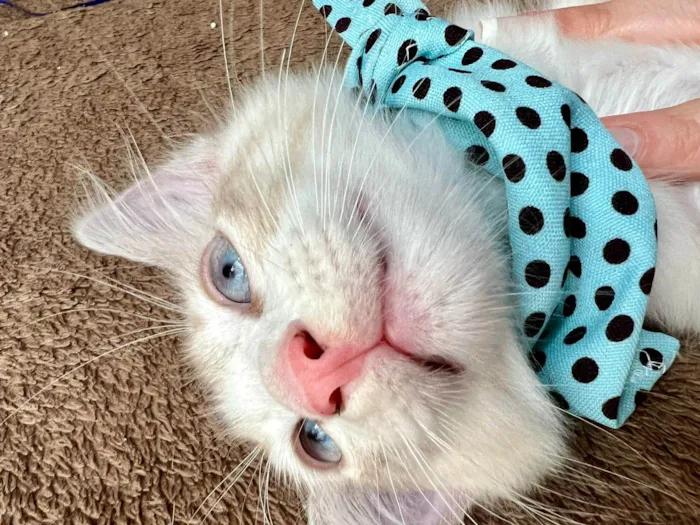 Gato ra a SRD-ViraLata idade Abaixo de 2 meses nome Puff