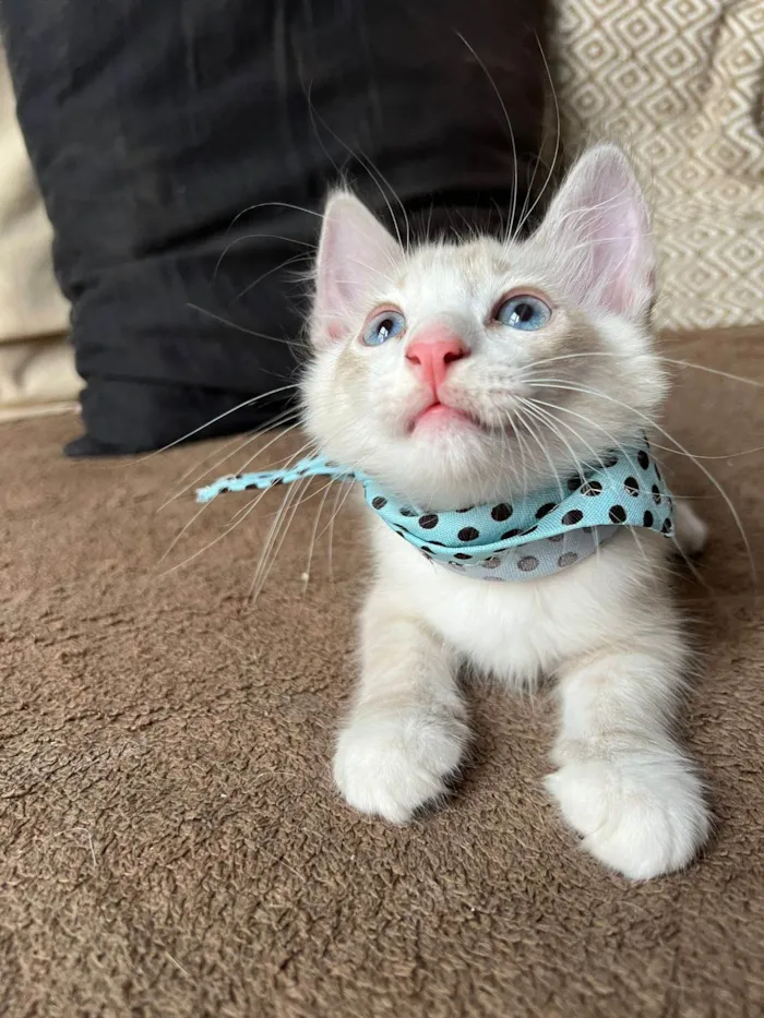 Gato ra a SRD-ViraLata idade Abaixo de 2 meses nome Puff