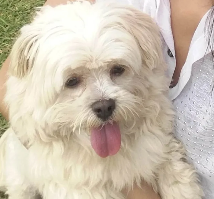 Cachorro ra a Shitzu  idade 5 anos nome Snow 