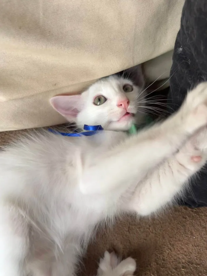 Gato ra a SRD-ViraLata idade Abaixo de 2 meses nome Bud