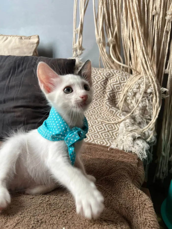 Gato ra a SRD-ViraLata idade Abaixo de 2 meses nome Bud