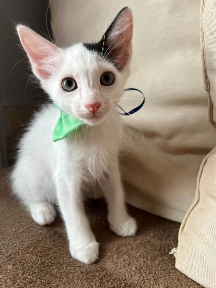 Gato ra a SRD-ViraLata idade Abaixo de 2 meses nome Bud