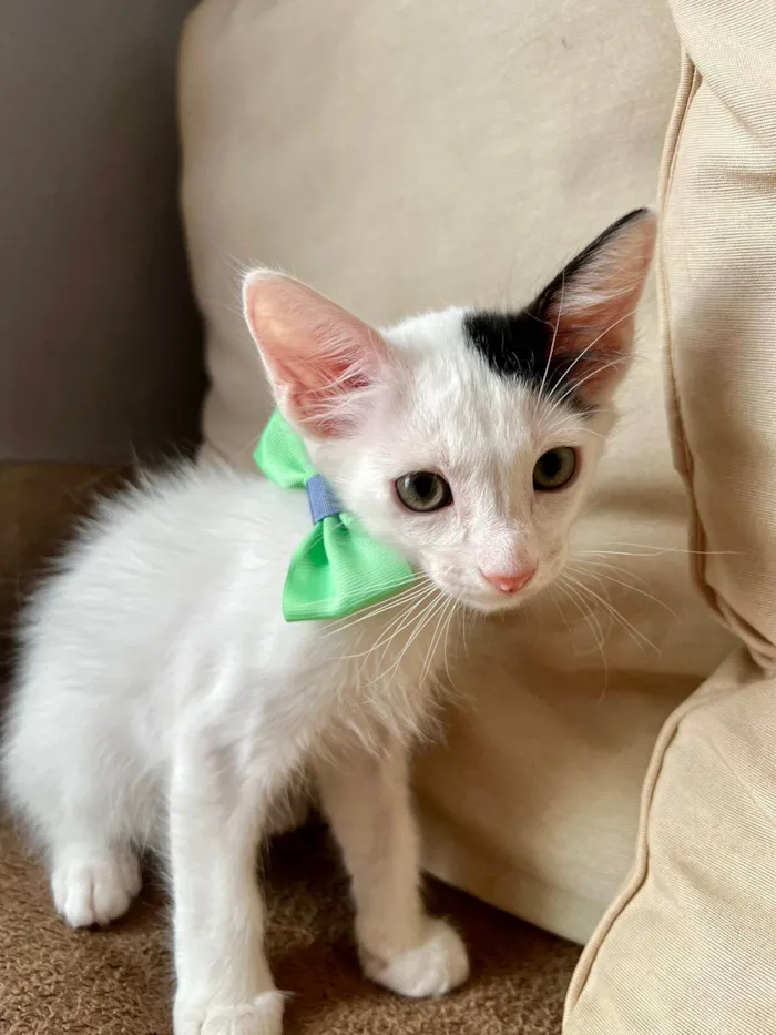 Gato ra a SRD-ViraLata idade Abaixo de 2 meses nome Bud