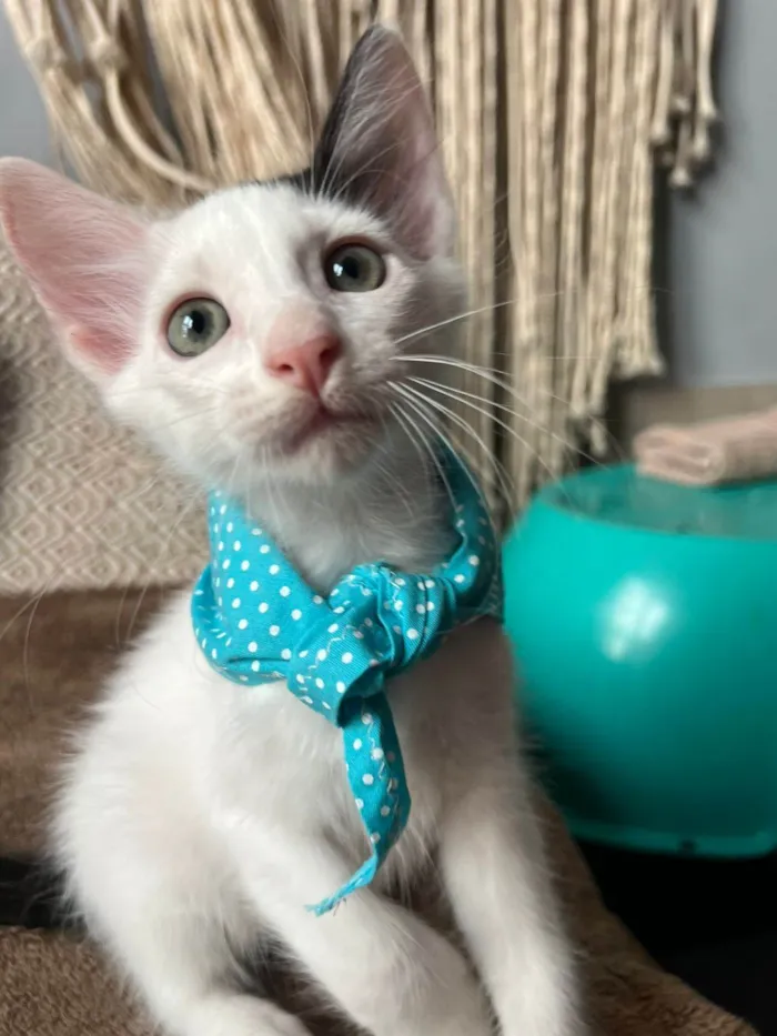 Gato ra a SRD-ViraLata idade Abaixo de 2 meses nome Bud
