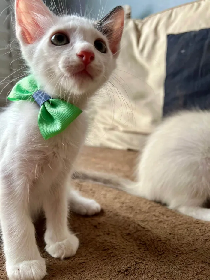 Gato ra a SRD-ViraLata idade Abaixo de 2 meses nome Bud