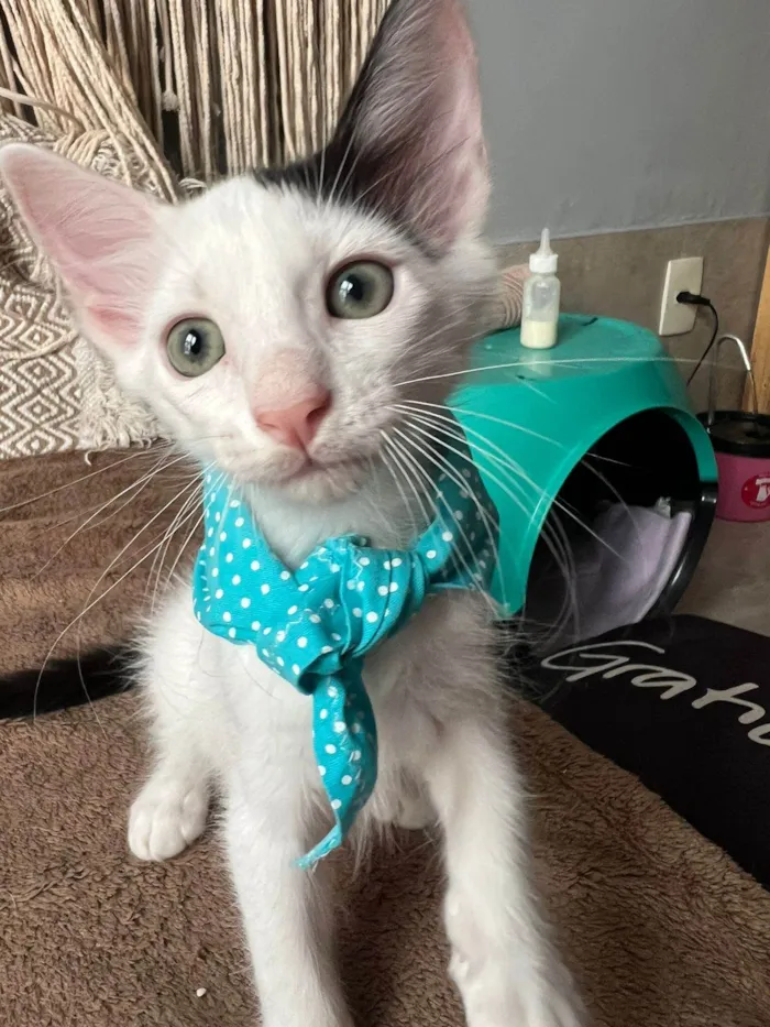 Gato ra a SRD-ViraLata idade Abaixo de 2 meses nome Bud