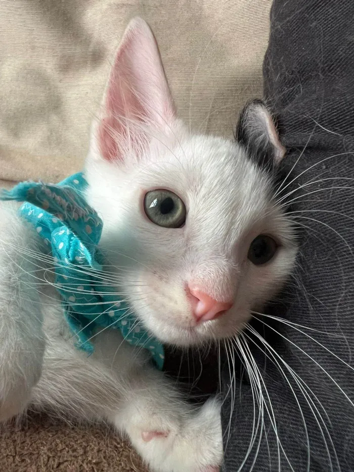Gato ra a SRD-ViraLata idade Abaixo de 2 meses nome Bud