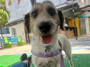 Cachorro raça SRD-ViraLata idade 6 ou mais anos nome Betoven