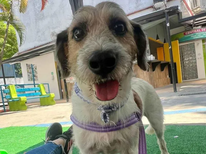 Cachorro ra a SRD-ViraLata idade 6 ou mais anos nome Betoven