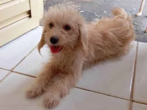 Cachorro raça Poodle idade 1 ano nome Xuxa