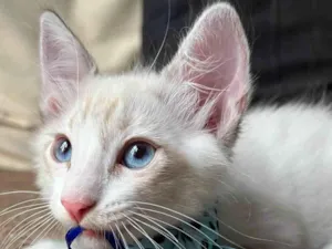 Gato raça SRD-ViraLata idade Abaixo de 2 meses nome Puff
