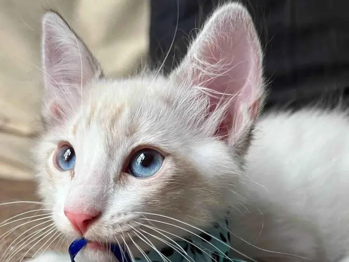 Gato ra a SRD-ViraLata idade Abaixo de 2 meses nome Puff